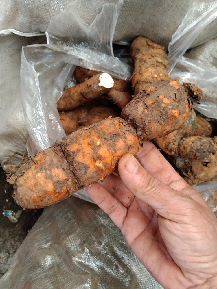 贵州山货新鲜白首乌中药材 野生隔山消隔山翘炖肉煲汤消积食500克