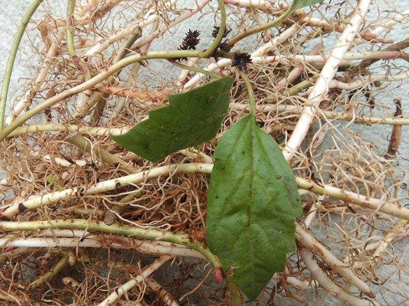 贵州中草药山板凳 中药材三角咪草药毛叶板凳果铁螃蟹纯天然500克