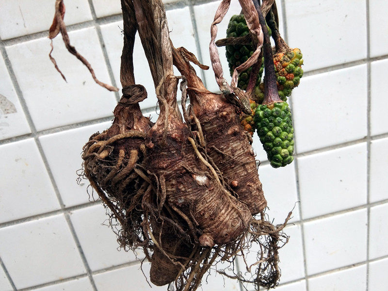 贵州特产草药新鲜雪里见 苗家半截烂野包谷蛇包谷躲雷草500克包邮