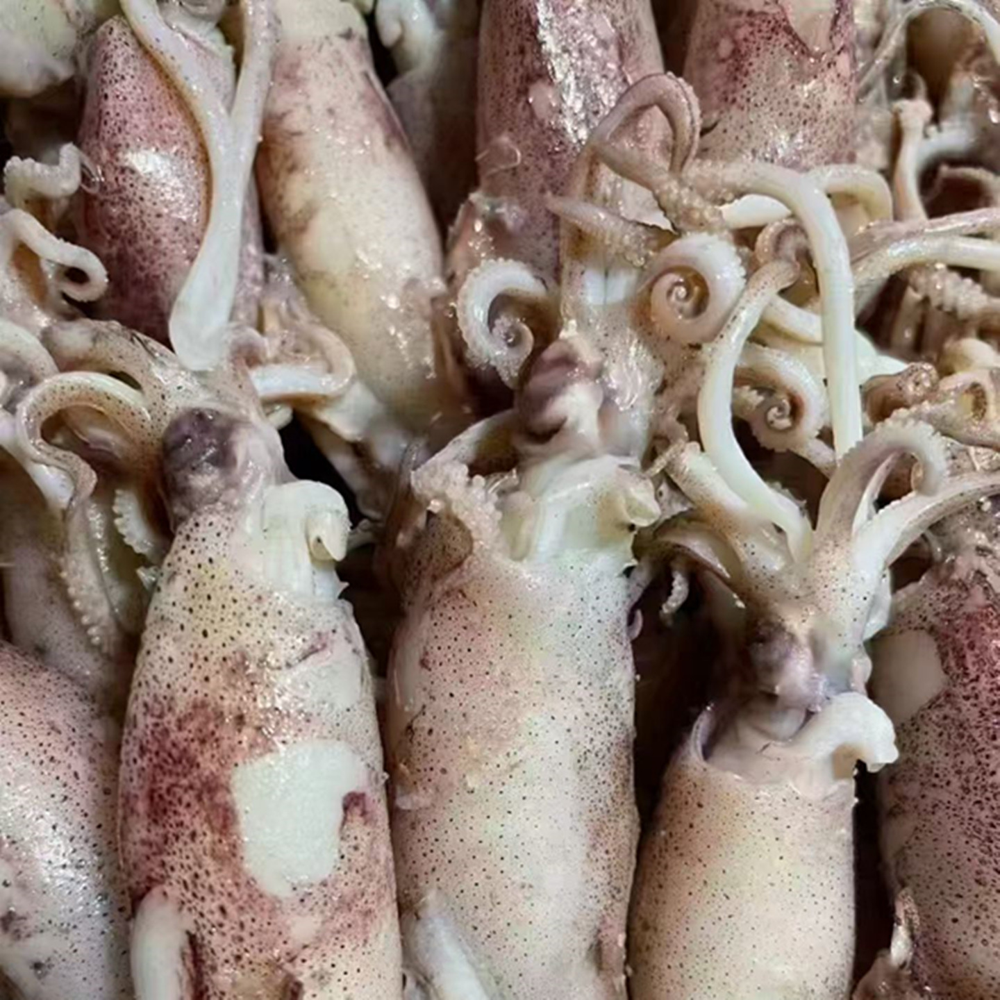 温州特产海兔干大鱿鱼仔煮炒芹菜