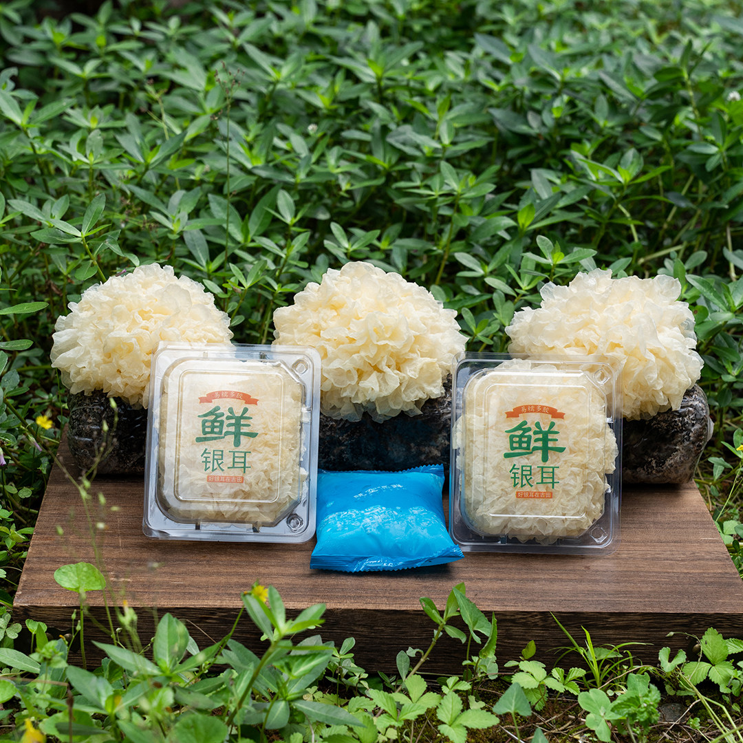 古田新鲜银耳带菌棒发货银耳菌棒1棒3朵银耳