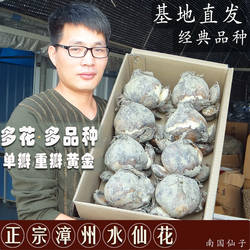 正宗漳州水仙花种球冬季室内水培花卉多花种子单瓣复瓣黄花清香型