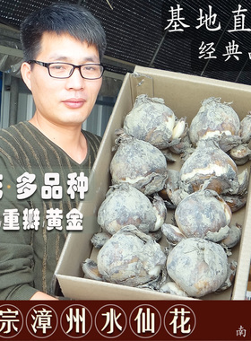 正宗漳州水仙花种球冬季室内水培花卉多花种子单瓣复瓣黄花清香型