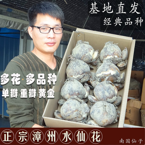 水仙花大种球复瓣单瓣好养清香型