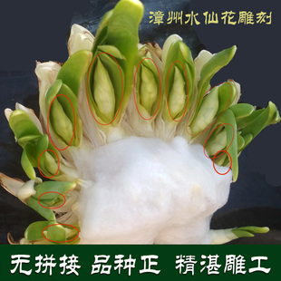 切好雕刻好花王级水仙花种球漳州产地直销原球处理无拼接如假包退