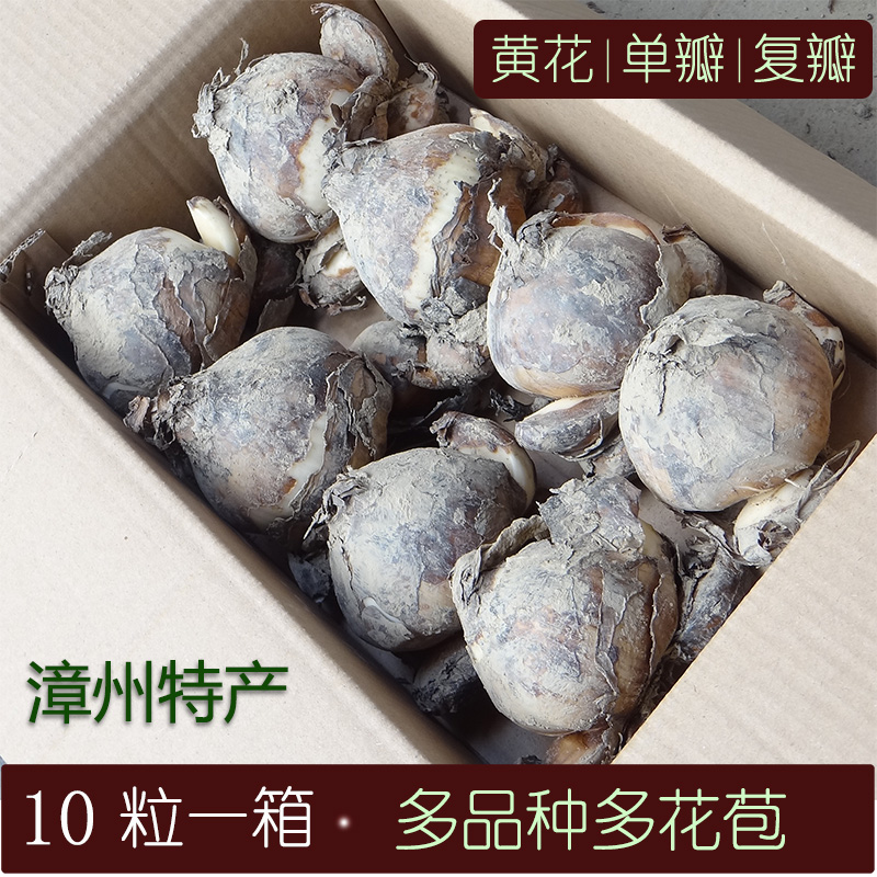 漳州水仙花种球冬季室内水培花卉种子多品种单瓣重瓣复瓣黄花多花