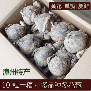 漳州水仙花种球冬季室内水培花卉种子多品种单瓣重瓣复瓣黄花多花