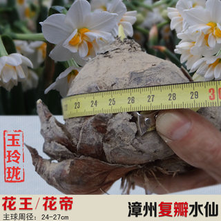 漳州水仙花种球重瓣复瓣水培盆栽种子稀有品种私藏玉玲珑多花花王