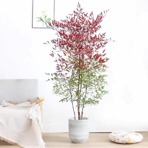 火焰南天竹盆栽 红天竺大花树苗老桩盆景结果植物果叶植物耐寒