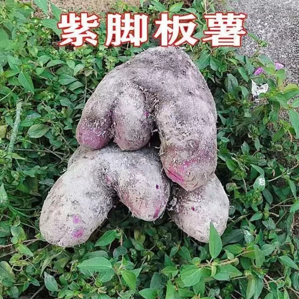 新鲜高产紫山药种脚板薯种紫毛薯种大薯种毛薯紫皮大脚板