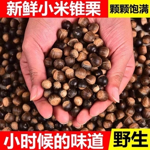 野生锥粟米粟子新鲜毛粟