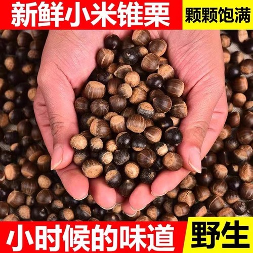 野生锥粟米粟子新鲜毛粟