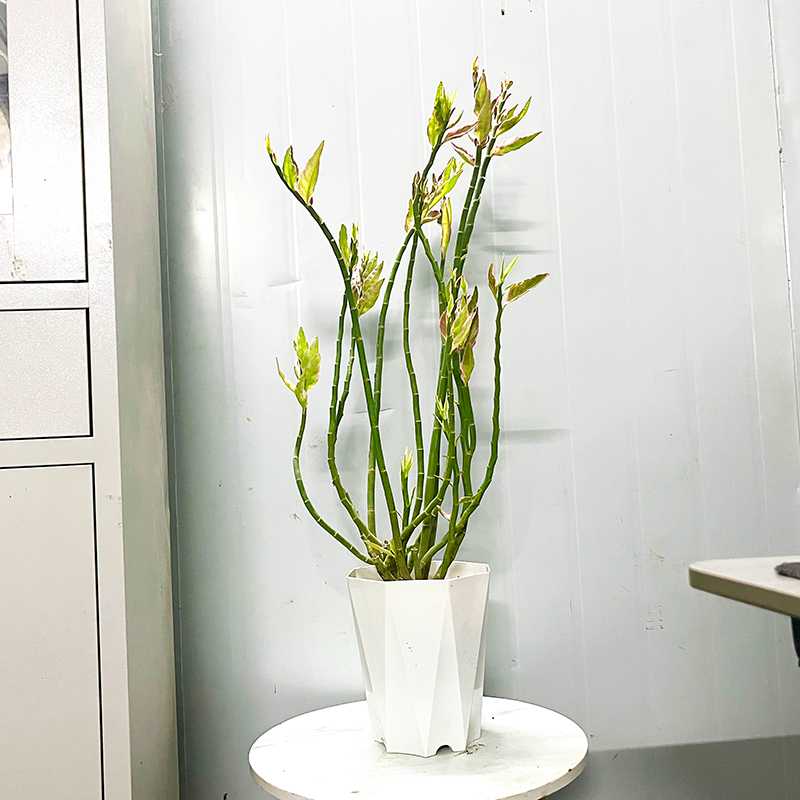 红雀珊瑚绿植花卉盆栽地栽