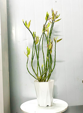 红雀珊瑚绿植花卉盆栽地栽