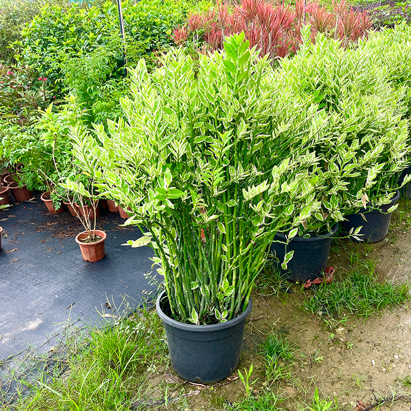 孔雀珊瑚客厅庭院阳台好养易活