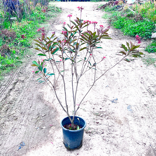 琴叶珊瑚花卉绿植物大型室内盆栽