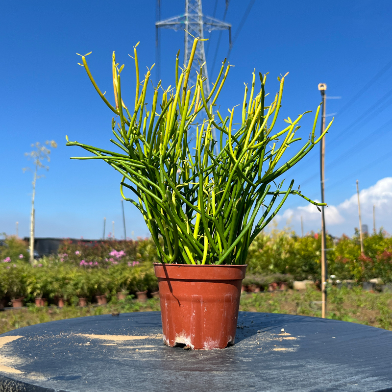 彩珊瑚庭院阳台盆栽地栽造景