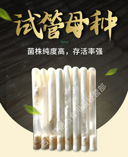 竹荪大球盖菇茶树菇鸡腿菇猴头菇平菇等母种订做种植菌株试管菌种