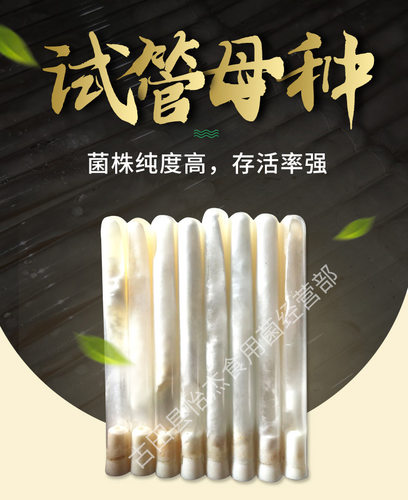 竹荪母种试管大球盖菇
