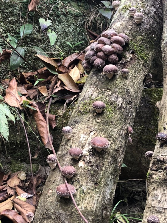 新款包食用菌棒蘑菇种小号满30元