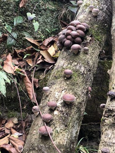 新款包食用菌棒蘑菇种小号满30元