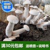 蘑菇其他新款 包菌棒食用菌菌种金福菇棒栽培种三级种生产种中号