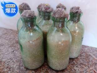 大球盖菇菌种食用菌菌种大球盖菇二级种原种制种专用瓶装2瓶包邮