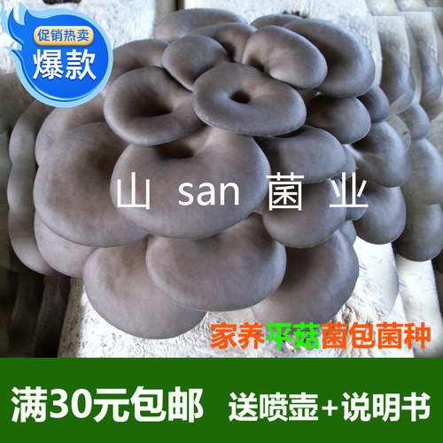 促销平菇菌种薄利多销蘑菇中自曝