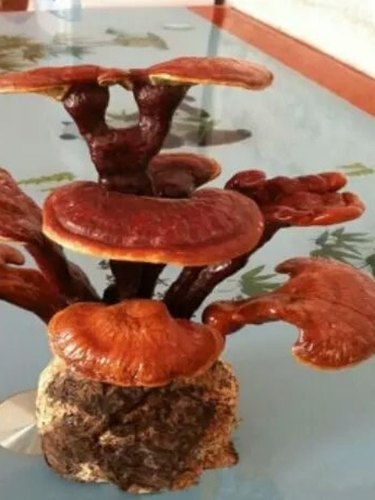 新款盆景灵芝阳台种植菌包