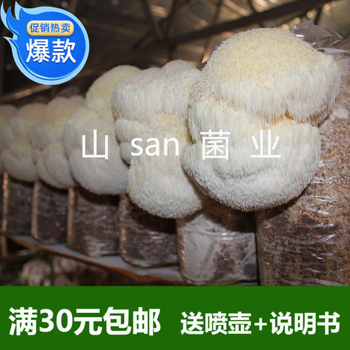 新款猴头菇高出全店满30包邮菌种