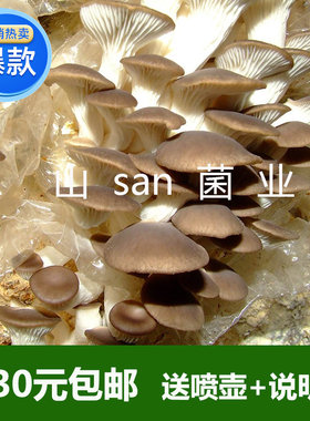 家养浅灰色其他菌棒蘑菇种子菌种食用菌秀珍菇任意品种满30元包邮