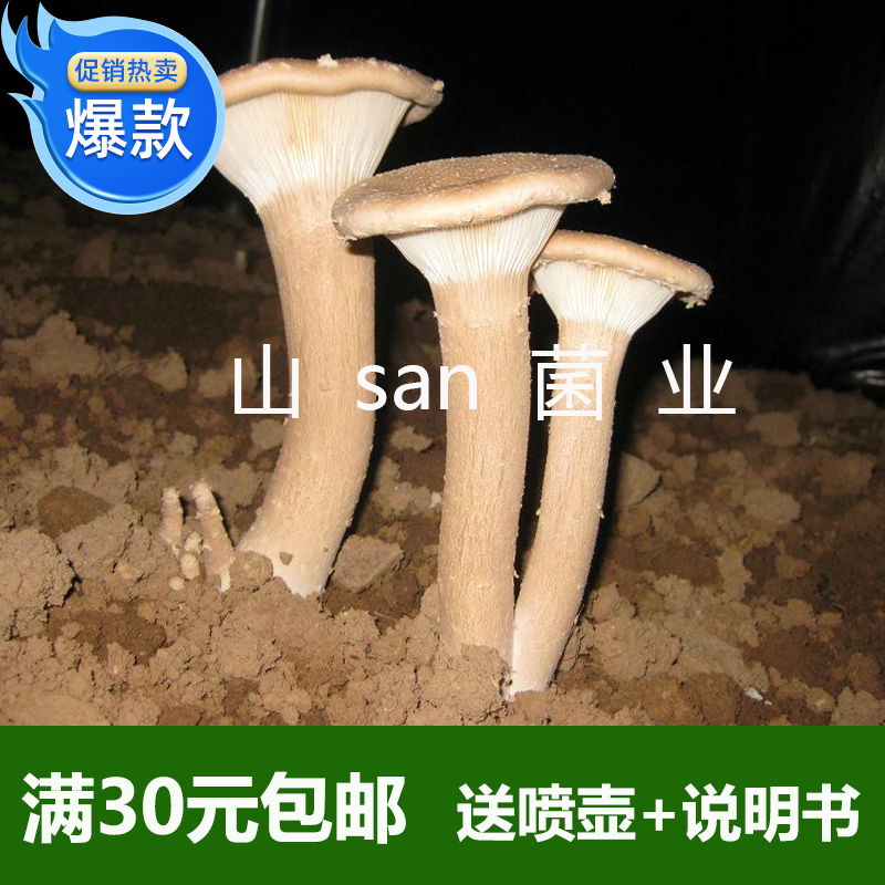 30元包邮家庭食用菌棒种植猪肚菇