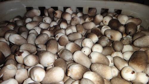 食用菌草菇菌种三级种栽培种蘑菇菌种阳台种植免费提供技术指导