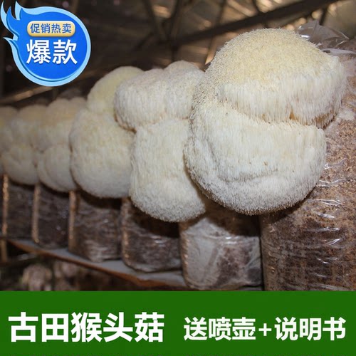 新款猴头菇高出全店满30包邮菌种
