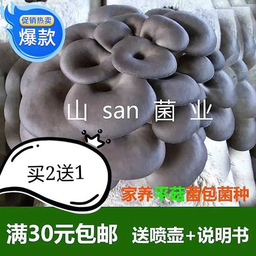 平菇菌包菌种食用菌棒多肉植物蘑菇种全店任意品种满30元包邮小号