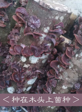 蘑菇新款大中小号高出菇率菌棒毛木耳椴木菌种精通血管栽培种植包