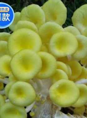 家用新款黄色榆黄蘑菌种包菌棒盆栽食用菌阳台家庭自种植蘑菇菌