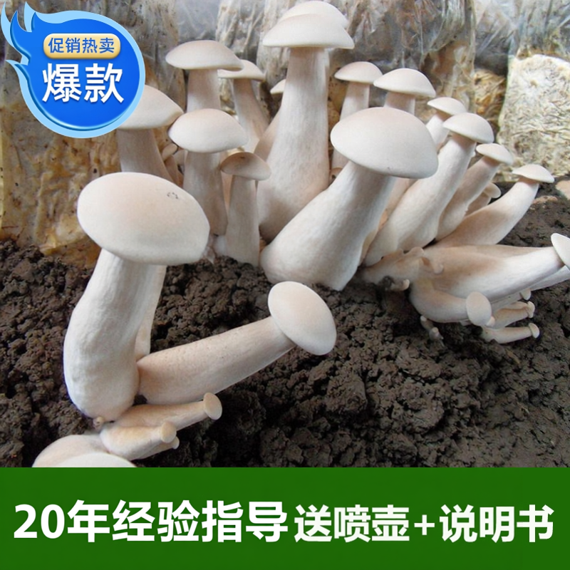 蘑菇其他新款包菌棒食用菌菌种金福菇棒栽培种三级种生产种中号