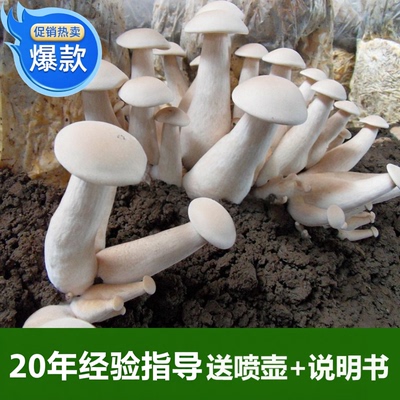 其他新款菌棒三级生产中号蘑菇