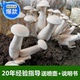 蘑菇其他新款 包菌棒食用菌菌种金福菇棒栽培种三级种生产种中号
