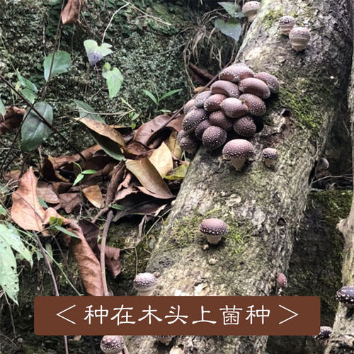 香菇其他菌菇棒食用菌厂家直销率