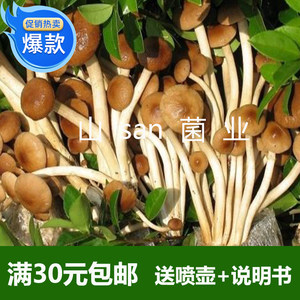 蘑菇食用菌菌种平菇薄利多销