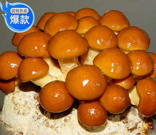 滑子菇种子食用菌种蘑菇种植菌包