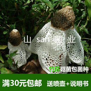 菇新款菌菇种植包竹荪菌种三级种栽培种生产种免费提供农技指导