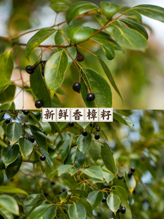 清波必杀现采现摘新鲜樟树籽鱼饵闷杆冲钓草鱼淡水鱼顺丰包邮