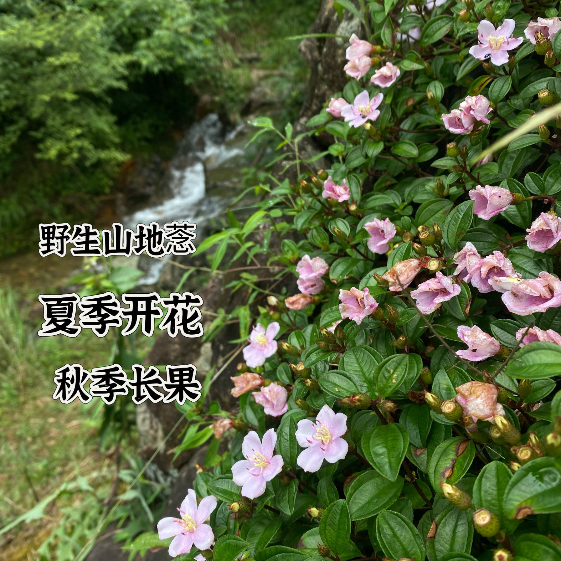 地稔高山野生苗地菍新鲜地稔草铺地锦地脚茶地茄子矮脚地兰子