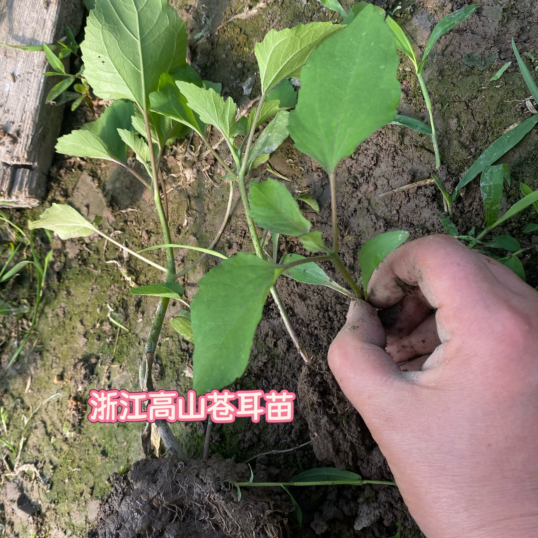 苍耳苗天然苍耳种子沾衣服小玩具情绪植物