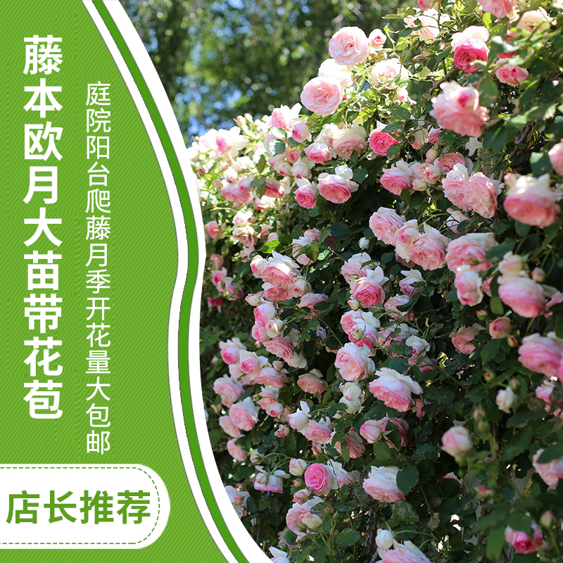 藤本月季蔷薇欧月带花苞玫瑰花苗