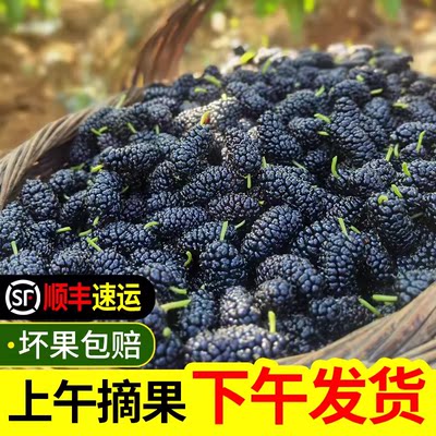 四川凉山现摘新鲜桑葚鲜果桑椹当季孕妇水果无沙免洗即食泡酒酵素