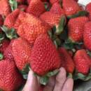 包邮 四川大凉山露天草莓新鲜现摘当季 水果非奶油巧克力99草莓红颜